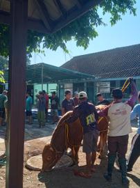 Warga Kalurahan Pengkol Rayakan Idul Adha dengan Khidmat dan Semangat Kebersamaan